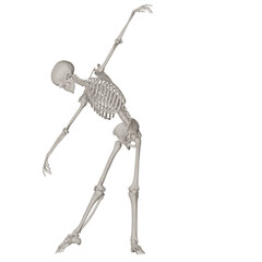 skeleton posing 3d render illustration with transparent background