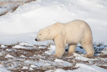 Obraz na płótnie Canvas Polar Bear in the wild