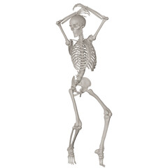 skeleton posing 3d render illustration with transparent background