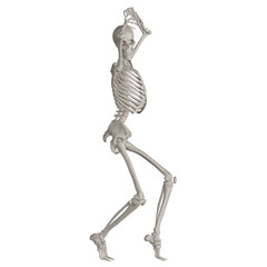 skeleton posing 3d render illustration with transparent background