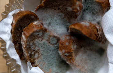 Forgotten bread breadbasket covered with green mold