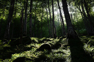 Sunlight shining through the trees in a green forest with mossy rocks and sunbeams