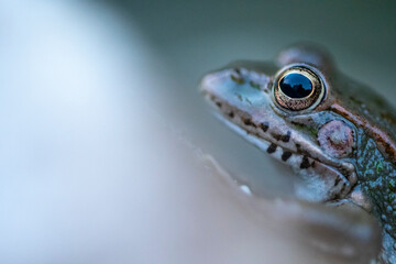 Frog against blurred background