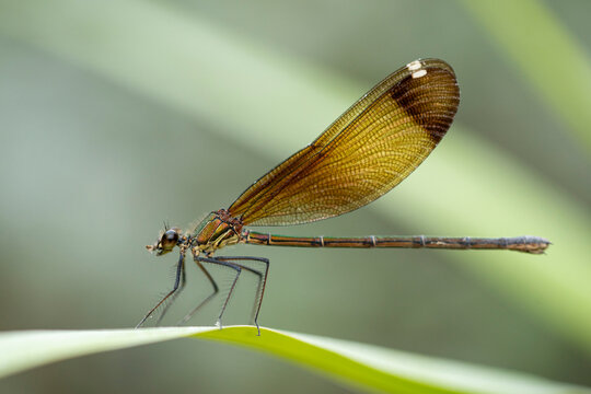 Dragonfly on tree branch