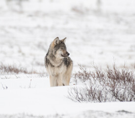 Grey Wolf in the Arctic