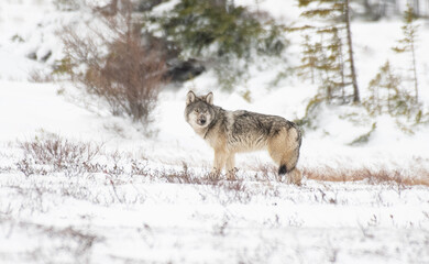 Grey Wolf in the Arctic