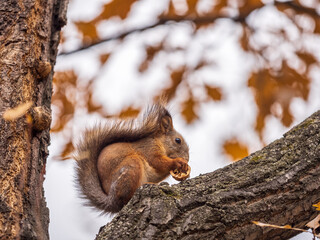 Obraz premium The squirrel with nut sits on tree in the autumn. Eurasian red squirrel, Sciurus vulgaris.