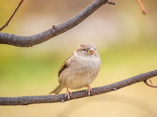 Sparrow sits on a branch without leaves.