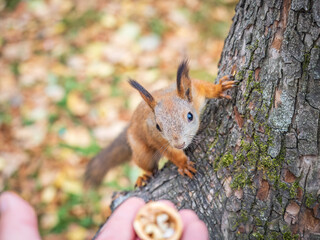 A squirrel in the autumn eats nuts from a human hand. Eurasian red squirrel, Sciurus vulgaris