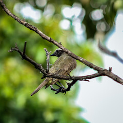 bird on a branch