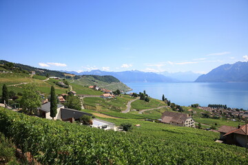 Aerial drone view of beautiful landscape of vineyards and Lake Geneva, Montreux, Switzerland
