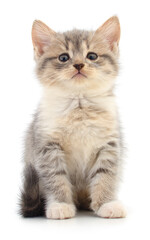 Kitten on white background.