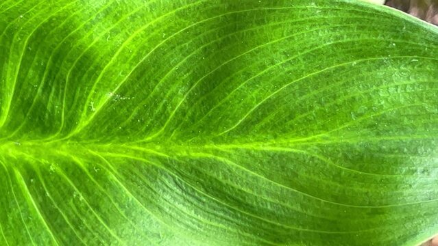Detailed view of a large calla liliy plant leaf