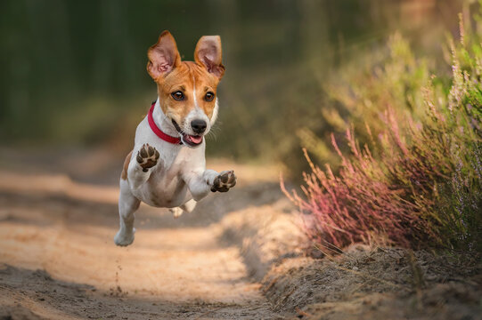 Szczeniak jack russel terrie w lesie latający skaczący