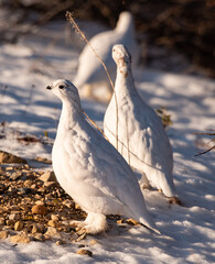 Rock Ptarmigan feeding