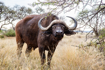 A Cape buffalo, photographed in South Africa, Mokala National Park.