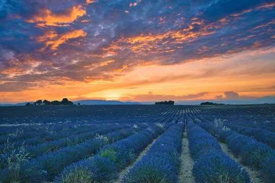 Evening view of vast lavender fields in Valensole region, Southern France, aerial view