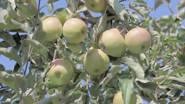 Golden Delicious Apples Ready for Harvest in Nasice