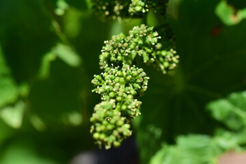 Grappe de raisin qui pousse