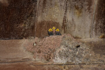 Jeunes hirondelles qui ont faim