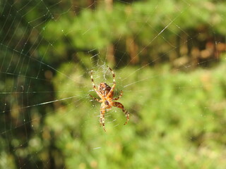 spider on the web