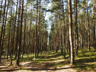 footpath in the pine forest