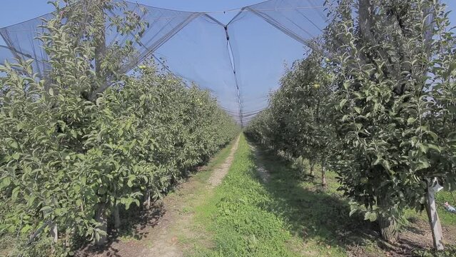 Golden Delicious Apple Orchard in Nasice