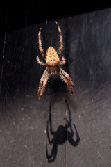 Cross spider in the sun, hanging in its web.