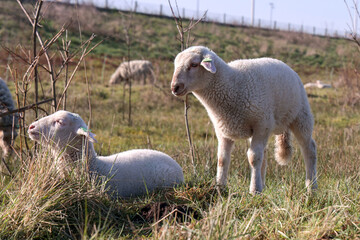Beauty lambs