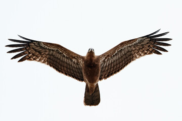 African harrier-hawk (Polyboroides typus)