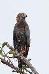 African harrier-hawk (Polyboroides typus)