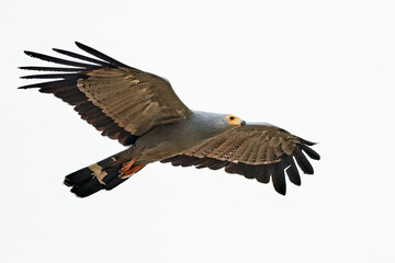African harrier-hawk (Polyboroides typus)