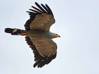 African harrier-hawk (Polyboroides typus)