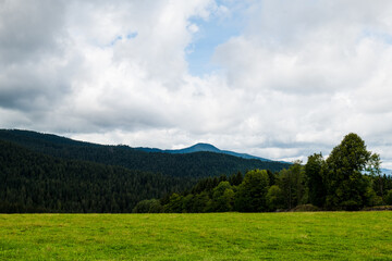the bavarian forest in summer