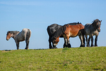 Four Horses (Equus ferus caballus) walking on a dike