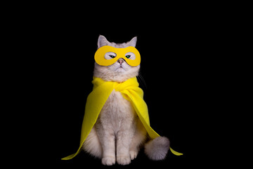 A serious cat in a yellow superhero costume: a yellow mask and cape