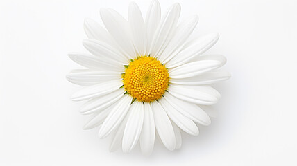 Sunflower flower isloted on a white background. AI Generative.