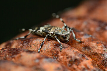 close up of a bug 2