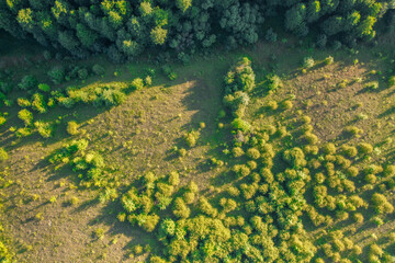 Canopy of Green: A Bird's-Eye View of the Summer Forest