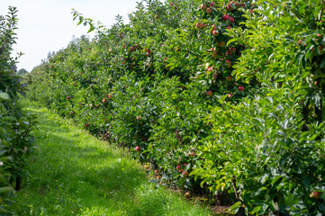 Fototapeta na wymiar Harvesting time in fruit region of Netherlands, Betuwe, Gelderland, plantation of apple fruit trees in september, elstar, jonagold, ripe apples