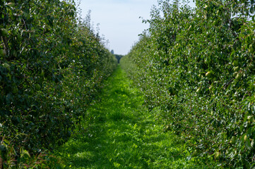 Green organic orchards with rows of Concorde pear trees with ripening fruits in Betuwe, Gelderland, Netherlands