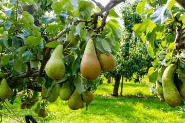 Green organic orchards with rows of Conference  pear trees with ripening fruits in Betuwe, Gelderland, Netherlands