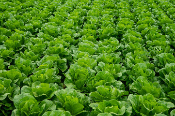 Farm field with rows of young fresh green romaine lettuce plants growing outside under italian sun, agriculture in Italy.