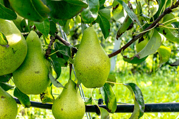 Green organic orchards with rows of Concorde pear trees with ripening fruits in Betuwe, Gelderland, Netherlands