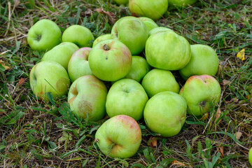 Bunch of green organic apples on green grass, harvest time
