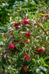 Harvesting time in fruit region of Netherlands, Betuwe, Gelderland, plantation of apple fruit trees in september, elstar, jonagold, ripe apples