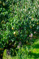 Green organic orchards with rows of Conference  pear trees with ripening fruits in Betuwe, Gelderland, Netherlands