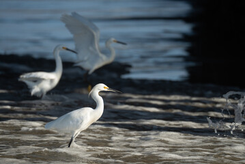 Snow Egrets near Crystal Pier in San Diego