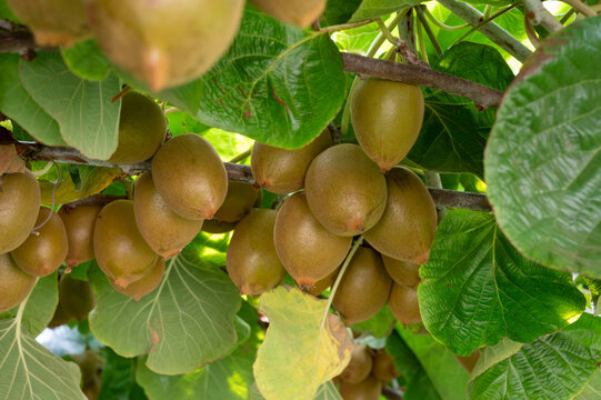New harvest of golden or green kiwi, hairy fruits hanging on kiwi tree in orchard in Italy