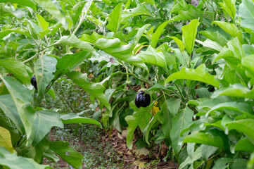 New harvest of tasty ripe purple eggplants vegetables in Italy